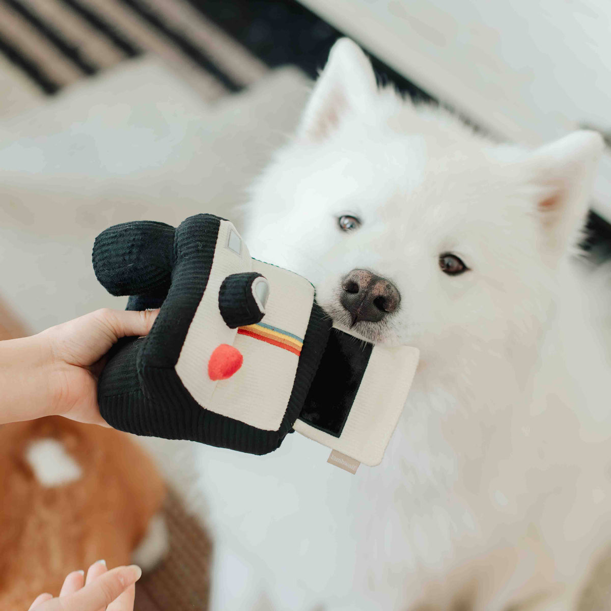 INSTANT CAMERA | SNUFFLE