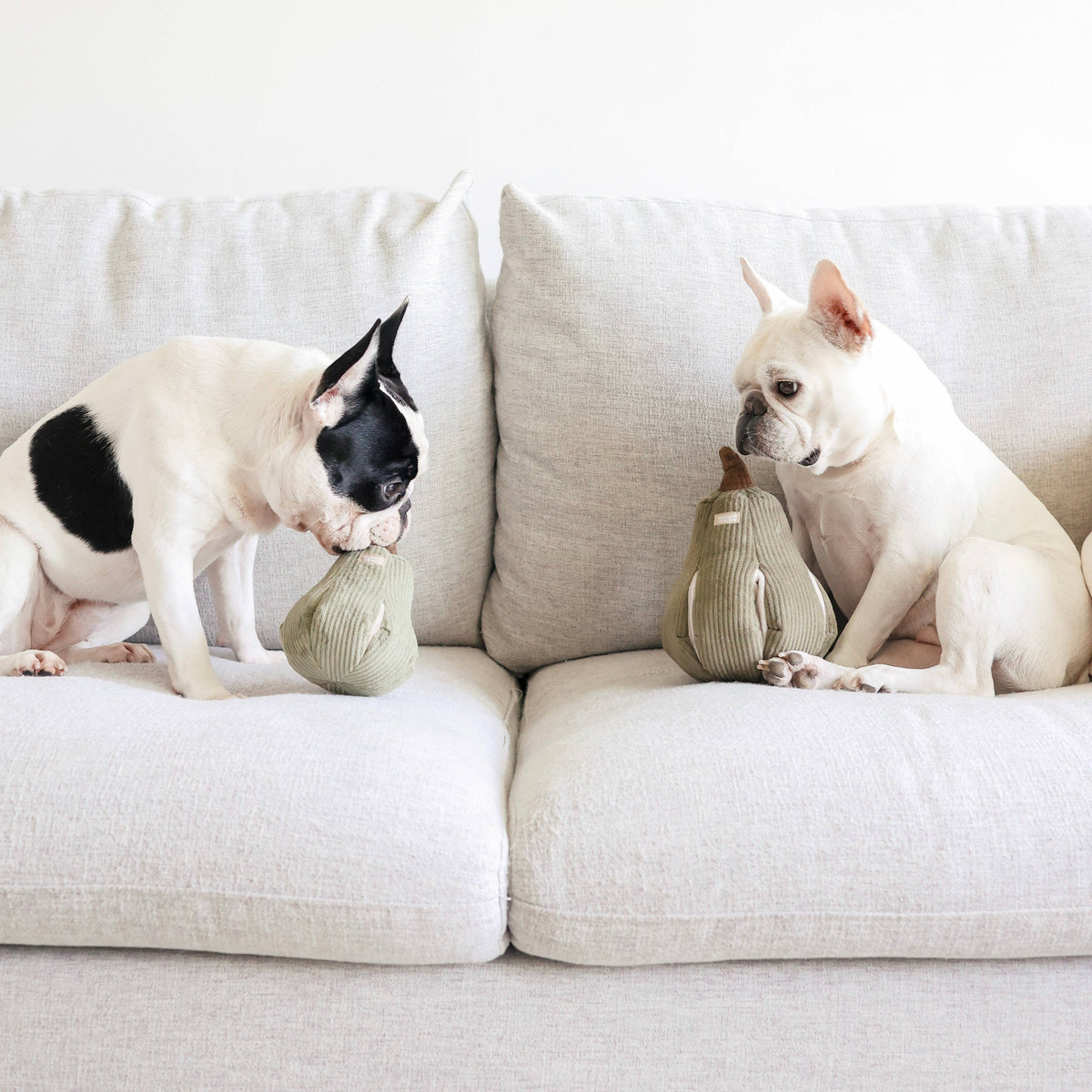 BUTTERNUT | SNUFFLE