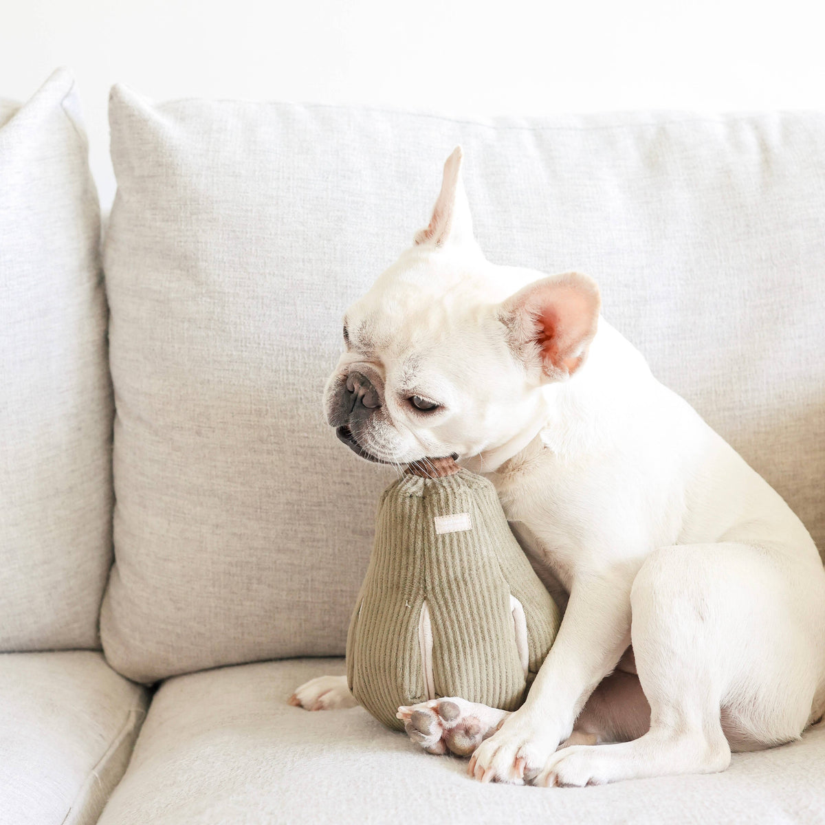 BUTTERNUT | SNUFFLE