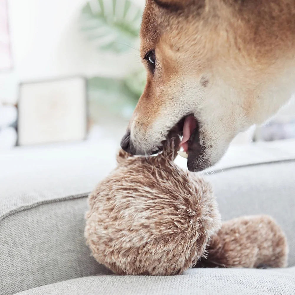 SQUIRREL POP | CHASE & FETCH