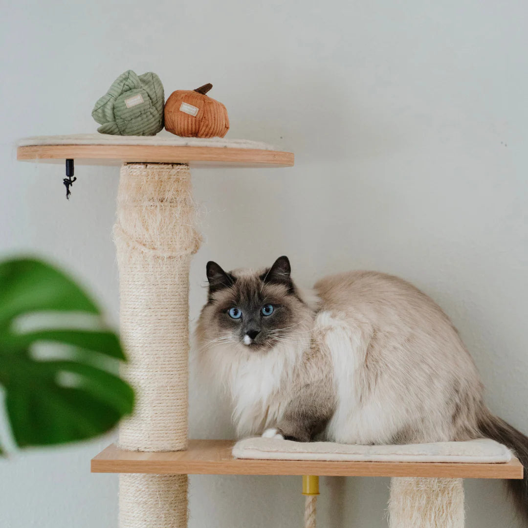 KITTY VEGGIE SET | SCENT & SEARCH