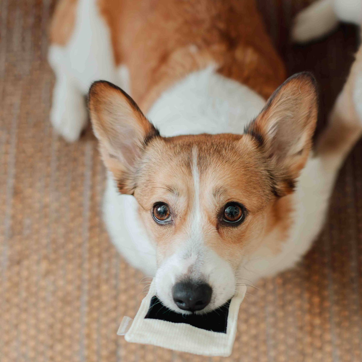 INSTANT CAMERA | SNUFFLE